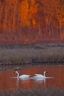 A Pair Of Adult Trumpeter Swans Swim In Potter Marsh Off Seward Highway At Sunset, Near Anchorage, Southcentral Alaska A Pair Of Adult Trumpeter Swans Swim In Potter Marsh Off Seward Highway At Sunset, Near Anchorage, Southcentral Alaska