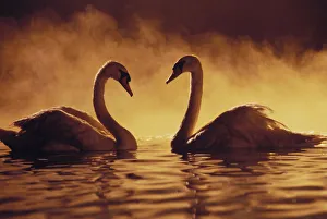 Pair Of African Swans Swimming Toward Each Other, Misty Romantic Pair Of African Swans Swimming Toward Each Other, Misty Romantic