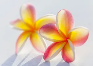 A Pair Of Beautiful Yellow And Pink Plumeria Flowers Together (Apocynaceae) On A White Background; Honolulu, Oahu A Pair Of Beautiful Yellow And Pink Plumeria Flowers Together (Apocynaceae) On A White Background; Honolulu, Oahu