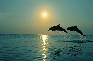 Pair Of Bottle Nose Dolphins Jumping @ Sunset Roatan Honduras Summer Backlit Pair Of Bottle Nose Dolphins Jumping @ Sunset Roatan Honduras Summer Backlit