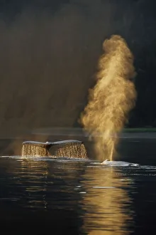 Pair Of Humpback Whales Swimming On Surface Fluke & Spouting Inside Passage Se Alaska Summer Backlit Pair Of Humpback Whales Swimming On Surface Fluke & Spouting Inside Passage Se Alaska Summer Backlit