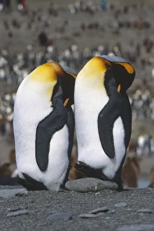 Pair Of King Penguins Sleeping Standing Up Next To Each Other South Georgia Island Pair Of King Penguins Sleeping Standing Up Next To Each Other South Georgia Island