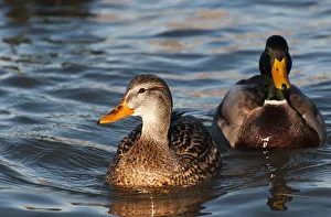 A Pair Of Mallards Swim In The Columbia River; Astoria, Oregon, United States Of America A Pair Of Mallards Swim In The Columbia River; Astoria, Oregon, United States Of America
