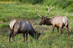 A Pair Of Rocky Mountain Elk Bulls Feed In A Field, Alaska Wildlife Conservation Center, Southcentral Alaska, Summer A Pair Of Rocky Mountain Elk Bulls Feed In A Field, Alaska Wildlife Conservation Center, Southcentral Alaska, Summer