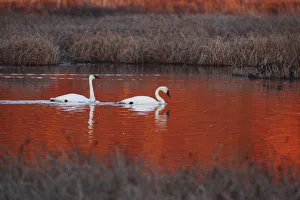 Pair Of Trumpeter Swans Swim In Potter Marsh At Sunset With Sun Casting A Deep Red Color On The Water, Anchorage Pair Of Trumpeter Swans Swim In Potter Marsh At Sunset With Sun Casting A Deep Red Color On The Water, Anchorage