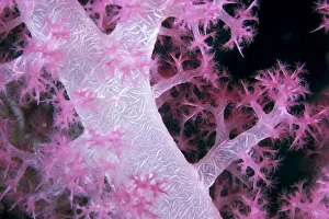 Palau, Alcyonarian Coral Pink Detail, Black Background Palau, Alcyonarian Coral Pink Detail, Black Background