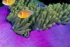 Palau, Anemonefish In Pink Anemone (Amphiprion Perideraion) B1952 Palau, Anemonefish In Pink Anemone (Amphiprion Perideraion) B1952