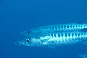 Palau, Barracuda Pair Side View In Clear Blue Ocean Palau, Barracuda Pair Side View In Clear Blue Ocean