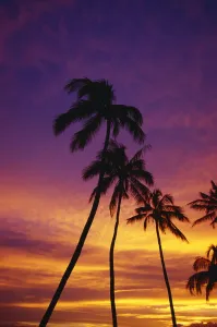 Palm Tree Silhouettes, Sunset, Waikiki Beach, Hawaii, Usa Palm Tree Silhouettes, Sunset, Waikiki Beach, Hawaii, Usa