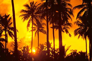 Palm Trees Silhouetted In Bright Orange Sky, Sunset Palm Trees Silhouetted In Bright Orange Sky, Sunset