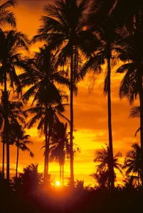 Many Palms Silhouetted In Vibrant Orange Sunset Sky Many Palms Silhouetted In Vibrant Orange Sunset Sky