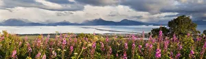 Panorama Of Fireweed (Chamaenerion Angustifolium) Blossoming In The Foreground With Homer Spit Panorama Of Fireweed (Chamaenerion Angustifolium) Blossoming In The Foreground With Homer Spit