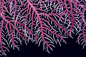 Papua New Guinea, Lace Coral (Stylaster Sp?) Close-Up B1921 Papua New Guinea, Lace Coral (Stylaster Sp?) Close-Up B1921