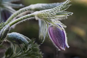 Pasque Flower Blooms In The Garden; Oregon, United States Of America Pasque Flower Blooms In The Garden; Oregon, United States Of America