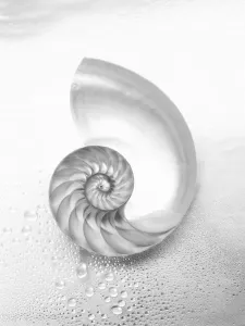 Pearl Nautilus Shell Cut In Half Showing Chambers (Black And White Photograph) Pearl Nautilus Shell Cut In Half Showing Chambers (Black And White Photograph)