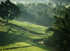 People Walking Through Lujeri Tea Estate At Dawn Past Bamboo Beneath Mt Mulanje People Walking Through Lujeri Tea Estate At Dawn Past Bamboo Beneath Mt Mulanje