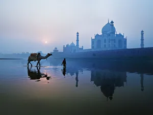 Person And Camel In Front Of Taj Mahal; Agra, India Person And Camel In Front Of Taj Mahal; Agra, India