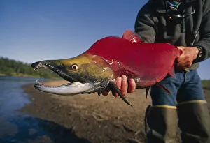 Person Holding Sockeye Salmon Nushagak River Sw Ak Summer Close-Up Person Holding Sockeye Salmon Nushagak River Sw Ak Summer Close-Up