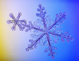 Photomicroscopic Close Up Of Two Snowflake Crystals, Alaska Photomicroscopic Close Up Of Two Snowflake Crystals, Alaska