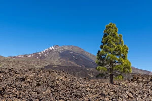 African Places And Things Collection: Pico del Teide Mountain with Pine Tree in Parque Nacional del Teide, Tenerife, Canary Islands, Spain