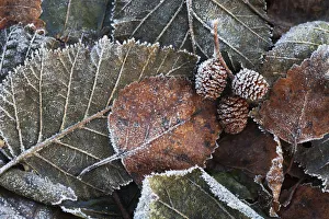 Pile Of Frosty Autumn Coloured Leaves And Pine Cones; Alaska, United States Of America Pile Of Frosty Autumn Coloured Leaves And Pine Cones; Alaska, United States Of America