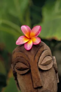 Pink Plumeria Flower Atop Wooden Polynesian Statue Carving, Outdoor Pink Plumeria Flower Atop Wooden Polynesian Statue Carving, Outdoor