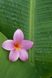 Pink Plumeria Flower On Banana Leaf, Raindrops Detail Pink Plumeria Flower On Banana Leaf, Raindrops Detail