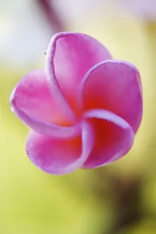Pink Plumeria Flower, Only Partially Opened, Extreme Close-Up, Soft Focus Pink Plumeria Flower, Only Partially Opened, Extreme Close-Up, Soft Focus