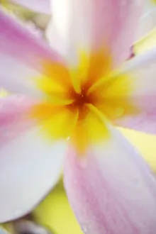 Pink Plumeria Flower With Yellow Center, Extreme Close-Up, Soft Focus Pink Plumeria Flower With Yellow Center, Extreme Close-Up, Soft Focus