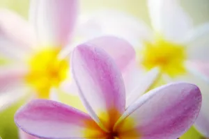 Pink Plumeria Flowers With Yellow Centers, Interesting Angle And Blur Pink Plumeria Flowers With Yellow Centers, Interesting Angle And Blur