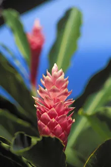 Pink Torch Ginger Flowers, Close-Up Of One Flower, Background Soft Focus Pink Torch Ginger Flowers, Close-Up Of One Flower, Background Soft Focus