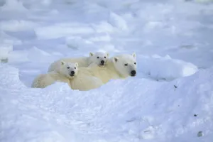 Polar Bear Family Resting Cape Churchill Manitoba Canada Winter Portrait Polar Bear Family Resting Cape Churchill Manitoba Canada Winter Portrait