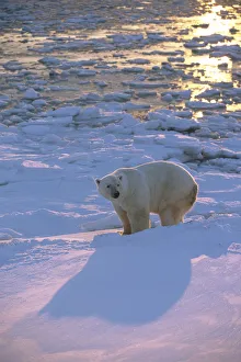Polar Bear Lying On Ice @ Sunset Hudson Bay Canada Churchill Winter Manitoba Polar Bear Lying On Ice @ Sunset Hudson Bay Canada Churchill Winter Manitoba