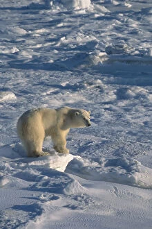 Images Dated 24th January 2005: Polar Bear On Pack Ice Hudon Bay Churchill Canada Manitoba Winter