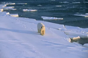 Polar Bear On Shoreline Hudon Bay Canada Churchill Manitoba Winter Polar Bear On Shoreline Hudon Bay Canada Churchill Manitoba Winter