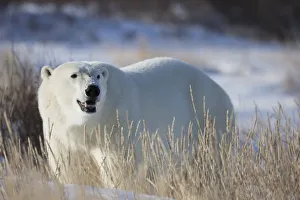 Polar Bear In The Sunshine; Churchill Manitoba Canada Polar Bear In The Sunshine; Churchill Manitoba Canada