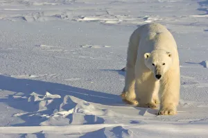 Polar Bear Walking Across Frozen Snowcovered Ground At Churchill, Manitoba, Canada Polar Bear Walking Across Frozen Snowcovered Ground At Churchill, Manitoba, Canada
