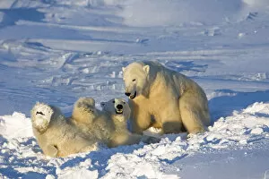 Images Dated 21st November 2004: Polar Bears Wrestling And Play Fighting At Churchill, Manitoba, Canada