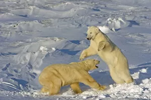Images Dated 21st November 2004: Polar Bears Wrestling And Play Fighting At Churchill, Manitoba, Canada