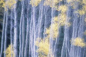 Poplar Trees In Autumn, Grey Creek Pass, East Kootenays, British Columbia, Canada Poplar Trees In Autumn, Grey Creek Pass, East Kootenays, British Columbia, Canada