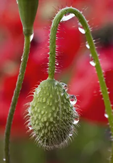 A Poppy Bud Covered With Dew Drops; Northumberland, England A Poppy Bud Covered With Dew Drops; Northumberland, England
