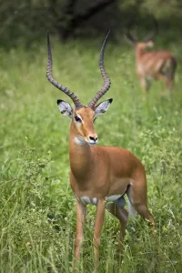 Portrait Of Impala, Serengeti National Park, United Republic Of Tanzania Portrait Of Impala, Serengeti National Park, United Republic Of Tanzania