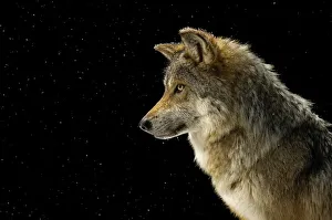 Portrait of a Mexican gray wolf Portrait of a Mexican gray wolf