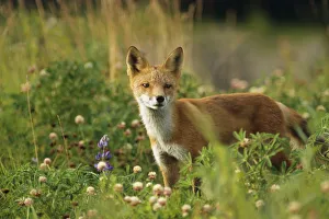 Portrait Of Red Fox In Meadow Captive Sc Ak Summer Ak Big Game Animal Park Portrait Of Red Fox In Meadow Captive Sc Ak Summer Ak Big Game Animal Park