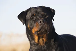 Portrait Of Rottweiler Dog On Winter Beach; Guilford, Connecticut, USA Portrait Of Rottweiler Dog On Winter Beach; Guilford, Connecticut, USA