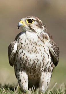 Prairie Falcon Perches On The Ground Briefly After A Hunt; Montana, United States Of America Prairie Falcon Perches On The Ground Briefly After A Hunt; Montana, United States Of America