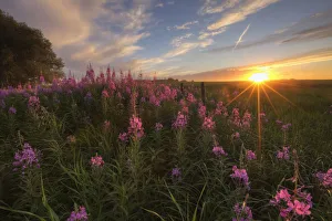 Prairie Wildflowers During Sunset In Central Alberta Prairie Wildflowers During Sunset In Central Alberta