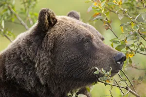 Profile Of An Adult Brown Bear Sow Amongst Green Brush At Alaska Wildlife Conservation Center, Southcentral Alaska Profile Of An Adult Brown Bear Sow Amongst Green Brush At Alaska Wildlife Conservation Center, Southcentral Alaska