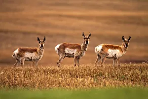 Pronghorn Antelope In A Cultivated Farmers Field, Saskatchewan Pronghorn Antelope In A Cultivated Farmers Field, Saskatchewan