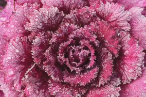 Purple cabbage on a frosty morning; Mill creek washington united states of america Purple cabbage on a frosty morning; Mill creek washington united states of america